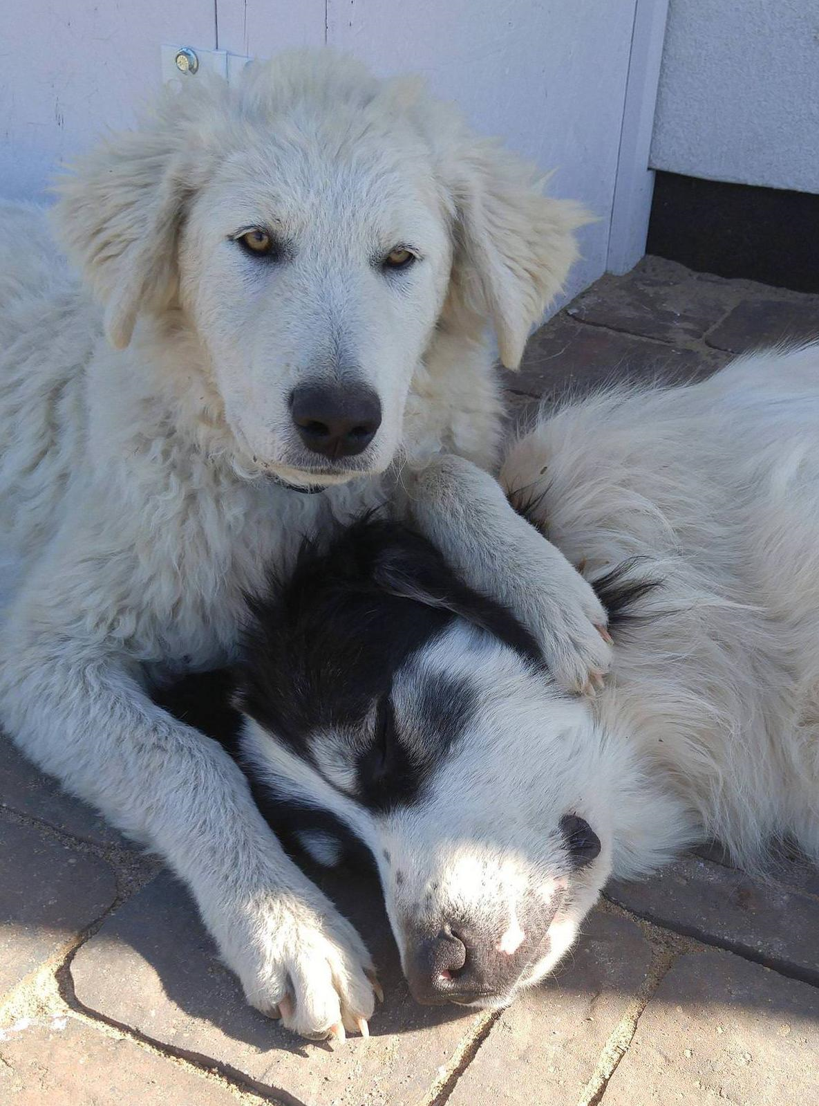 Meimei places her paw on Pongo's head while Pongo does a heckin relax with his eyes closed