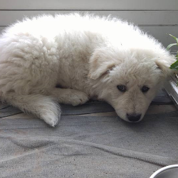 Baby meimei laying on her tummy giving precious puppy eyes