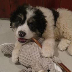 Baby Pongo chewing on a bullystick while simultaneously playing with a stuffed elephant plush