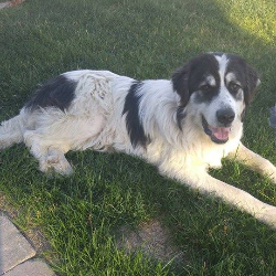 Pongo giving a huge smile while relaxing on the grass