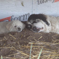 Closeup shot of Meimei and Pongo's heads sleeping together, eyes closed